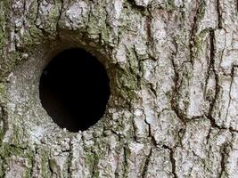 a closeup shot of a tree trunk in its forest photo