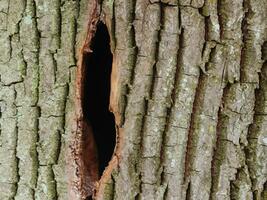 a closeup shot of a tree trunk in its forest photo