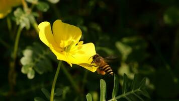 4k Video Nahansicht von ein Biene fliegend im Suche von Nektar von ein Gelb Blume.