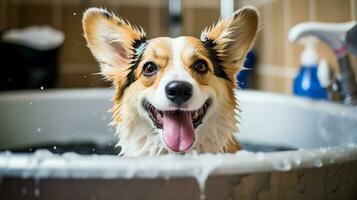 Joyful Corgi dog enjoying a bubble bath, with its tongue out and a playful expression. Generative AI photo