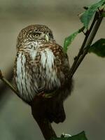 Portrait of Eurasian Pygmy Owl photo