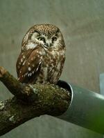 Portrait of Breal owl in zoo photo