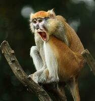 Portrait of Patas monkey in zoo photo