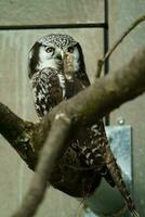 Northern Hawk Owl in zoo photo