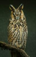 Portrait of Long eared Owl photo