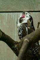 Northern Hawk Owl in zoo photo