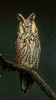 Portrait of Long eared Owl photo