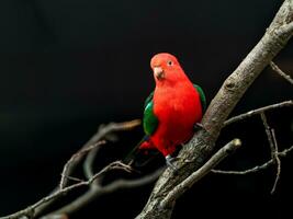 Australian king parrot on branch photo