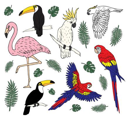 Vector set bundle of hand drawn tropical birds