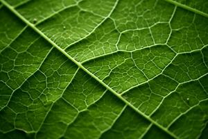 Greenery close up Veined leaf surface with room for text or images AI Generated photo