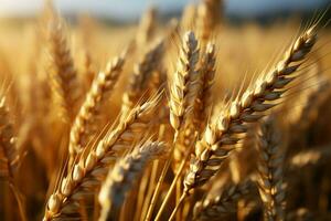 Detailed focus on wheat ears against the backdrop of a wheat field AI Generated photo