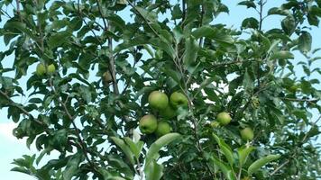 äpple trädgård med grön och röd äpplen i solig dag video