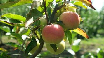 äpple trädgård med grön och röd äpplen i solig dag video