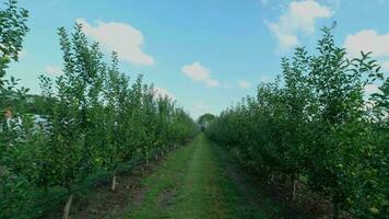 äpple trädgård med grön och röd äpplen i solig dag video