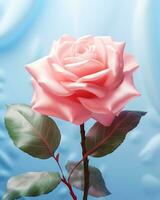 rose flower soft white background photo
