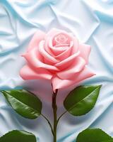 rose flower soft white background photo