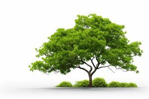 Green tree isolated on a white background. 3d render image. Ai Generated photo