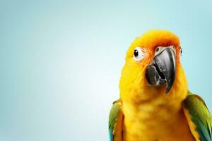 Colorful Sun Conure, Ara solstitialis on white background Ai Generated photo