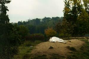 Portrait of Arctic wolf in autumn photo