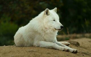 Portrait of Arctic wolf in autumn photo