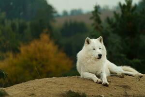Portrait of Arctic wolf in autumn photo