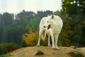 retrato de ártico lobo en otoño foto