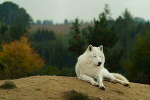 Portrait of Arctic wolf in autumn photo