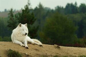 Portrait of Arctic wolf in autumn photo