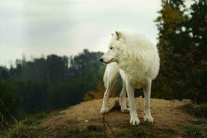 retrato de ártico lobo en otoño foto