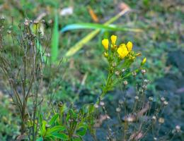 The golden or yellow flax flowers on a meadow, Linum flavum photo