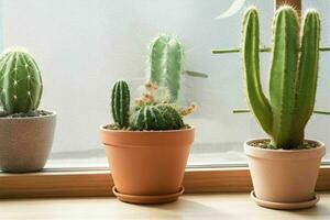 Window and cactus plants on blurred background. AI Generative Pro Photo