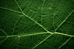 Veined elegance Leaf surface with intricate foliage veins, offering copy space AI Generated photo