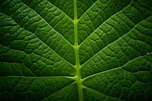 Natural patterns Foliage veins create an engaging copy space background AI Generated photo