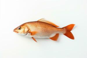 Goldfish on a white background. Isolation. Studio shot. Ai Generated photo