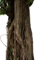 old tree trunk with roots isolated png