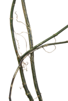 naturale albero radici diffusione isolato png