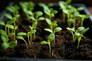 A collection of tender seedlings organized within a planting tray AI Generated photo