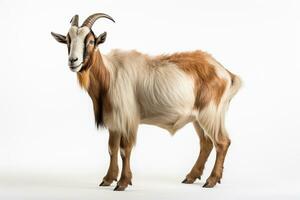 Portrait of a goat on a white background. Isolated. AI Generated photo