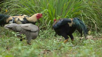 animal frango vivo dentro natureza video