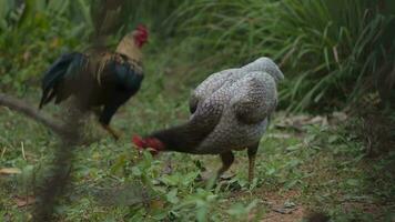 animal frango vivo dentro natureza video