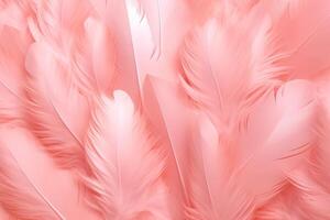 Beautiful color feathers on white background, feather texture, pink background photo