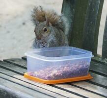 grey squirrel scient. name Sciurus carolinensis mammal animal photo