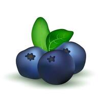 Realistic blueberry illustration on white background vector