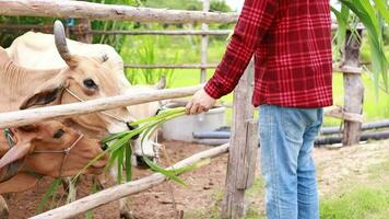 Farmers are giving grass to cows on the farm. video