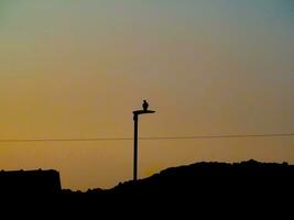 wood pigeon silhouette at sunset photo