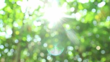 soleil brillant par le feuilles de des arbres, Naturel flou arrière-plan, la nature abstrait arrière-plan, la nature vert bokeh video