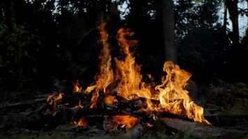 panneaux de bois brûlé. un tas de bois brûlé sur le feu. video