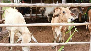 Farmers are giving grass to cows on the farm. video