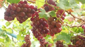 Red grapes in an organic vineyard video