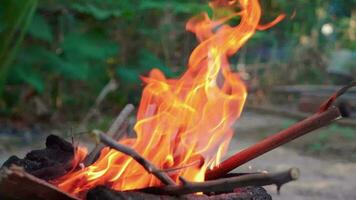 licht een brand naar koken rijst- gebruik makend van brandhout net zo brandstof. video